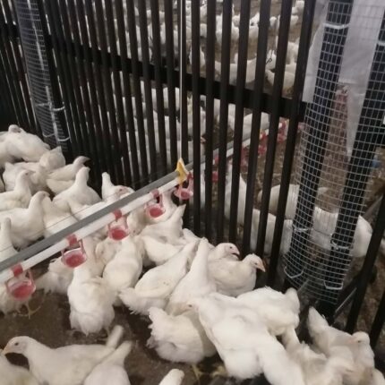 Cloison d’élevage pour poulets