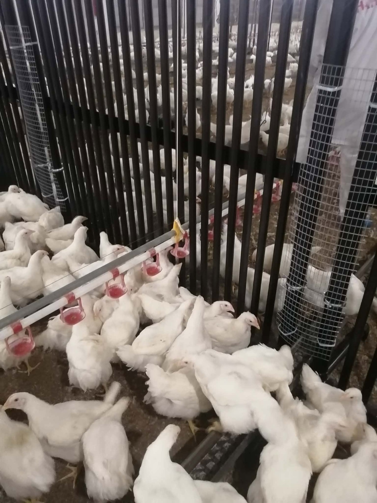 Cloison d’élevage pour poulets